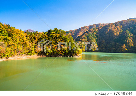 《東京都》秋の奥多摩湖・自然風景 37049844