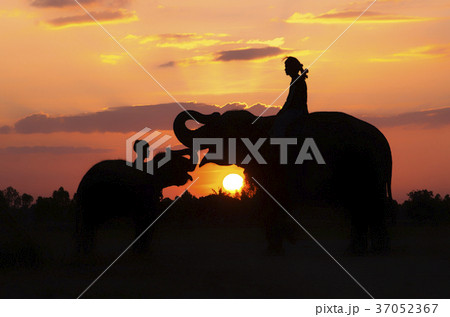 Mahout and elephant. Mahout and elephant. 37052367