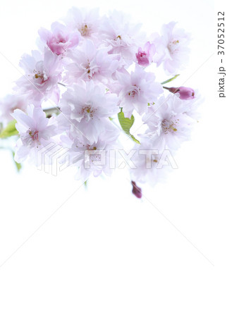 ヤエザクラ 37052512