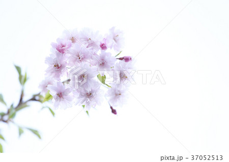 ヤエザクラ 37052513