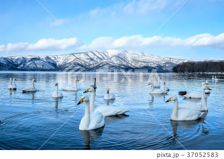 屈斜路湖に飛来した白鳥　 37052583
