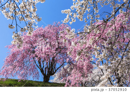 白桜とピンクのしだれ桜の写真素材 [37052910] - PIXTA