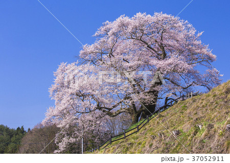 丘の上の苗代桜 37052911