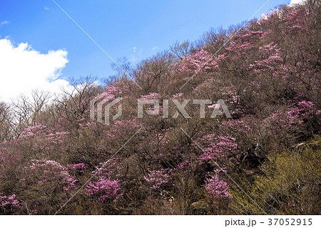アカヤシオ咲く篭山 アカヤシオ咲く篭山 37052915
