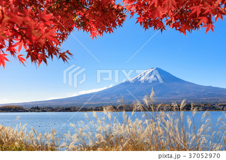紅葉映える新雪の富士山 37052970