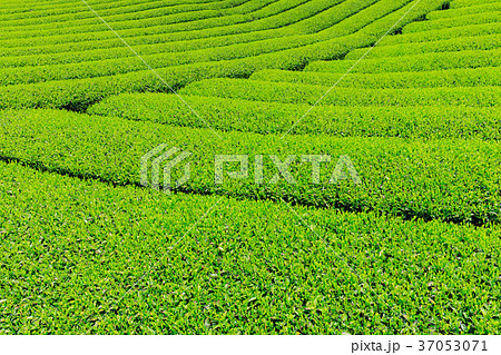 富士宮_新緑の茶畑 37053071