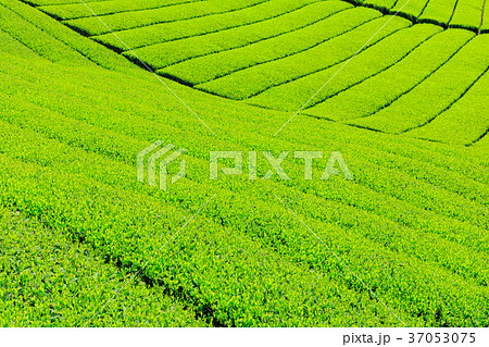 富士宮_新緑の茶畑 37053075