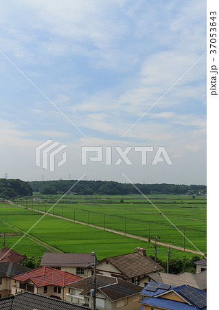 夏の千葉の田園風景 夏の千葉の田園風景 37053643