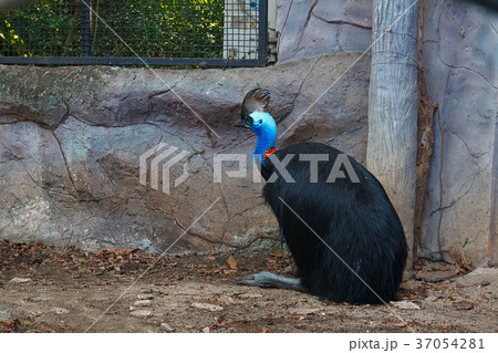 Cassowary in cage. 37054281