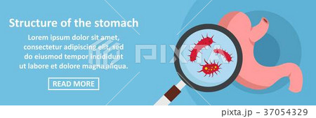 Structure of the stomach banner horizontal concept Structure of the stomach banner horizontal concept 37054329