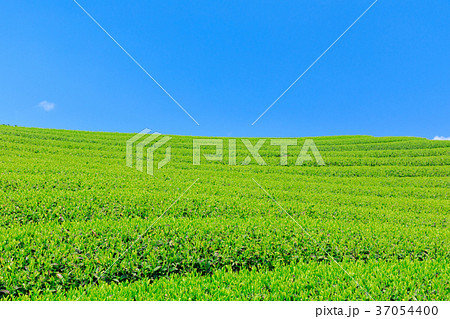 富士宮_快晴映える新茶畑 37054400