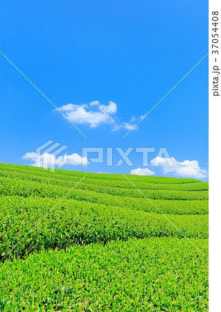 富士宮_快晴映える新茶畑 富士宮_快晴映える新茶畑 37054408