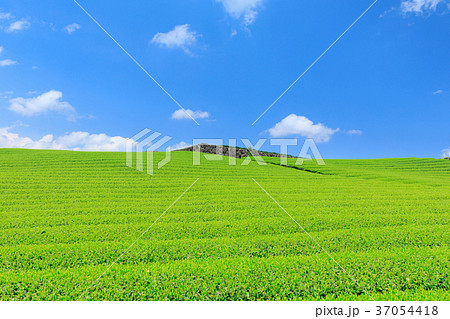 富士宮_快晴映える新茶畑 37054418