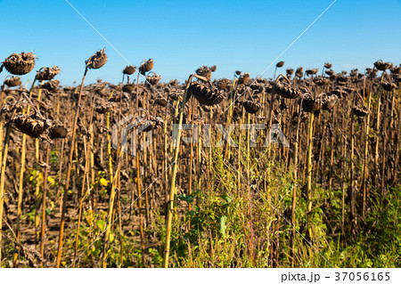 Ripened sunflowers 37056165