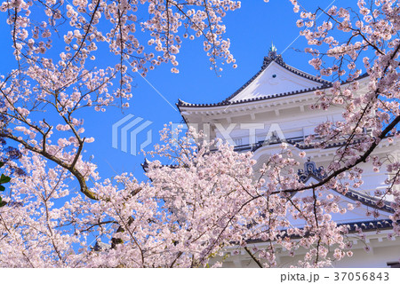 小田原城、桜の季節 37056843