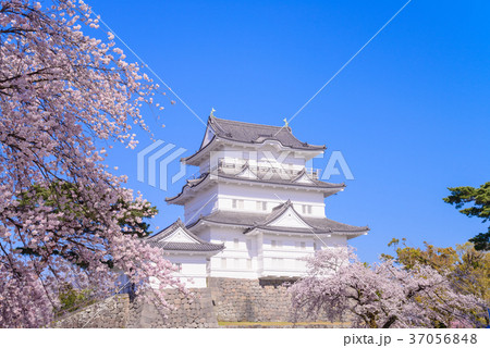 小田原城、桜の季節 小田原城、桜の季節 37056848