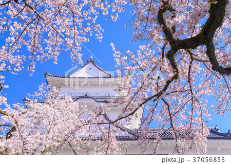 小田原城、桜の季節 37056853