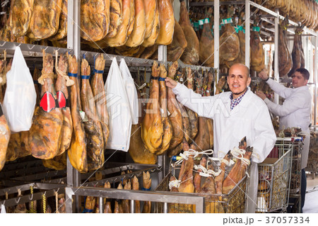 Farm workers checking condition of jamon. Farm workers checking condition of jamon. 37057334