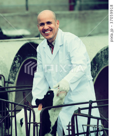 Veterinarian with newborn calf in farm. 37059918