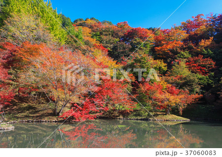用作公園の紅葉 37060083