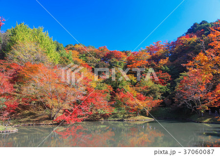 用作公園の紅葉 用作公園の紅葉 37060087