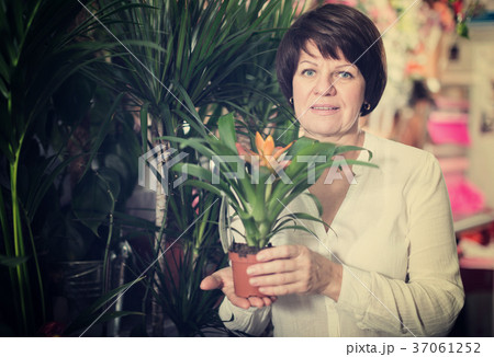 Customer choosing bromelia 37061252