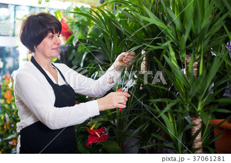Adult shop assistant displaying yucca palms Adult shop assistant displaying yucca palms 37061281