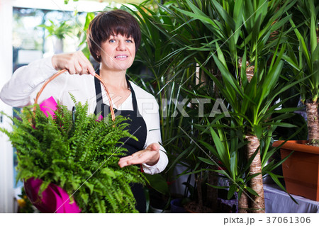 Assistant showing basket with fern 37061306