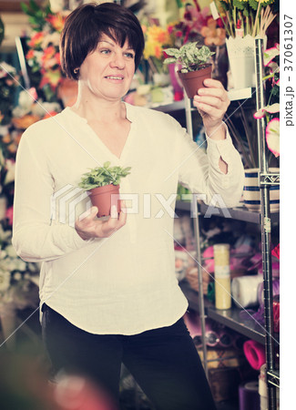 Customer choosing begonia Customer choosing begonia 37061307