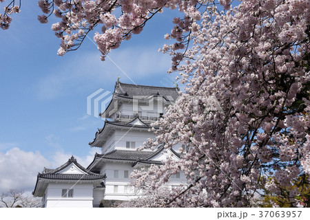 小田原桜まつりの写真素材