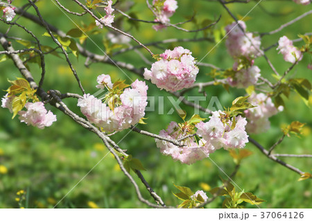 京都の八重桜の写真素材