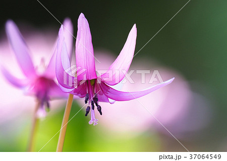 カタクリの花 37064549