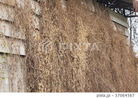 Dry Grass on Old cement wall Dry Grass on Old cement wall 37064567