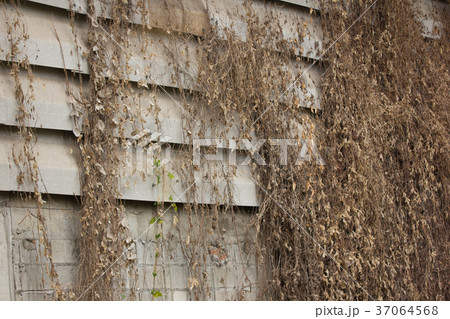Dry Grass on Old cement wall Dry Grass on Old cement wall 37064568