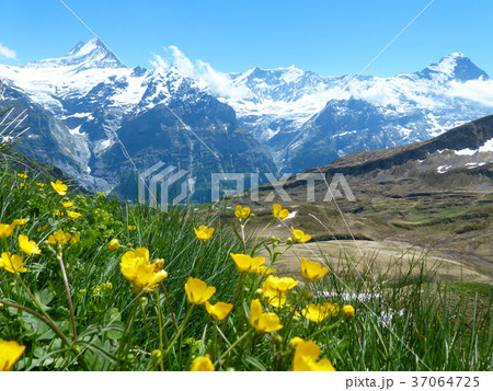 フィルストからバッハアルプーゼへのハイキングコースからアルプス 37064725