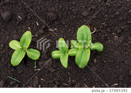 sprouting sunflower in early spring garden 37065392