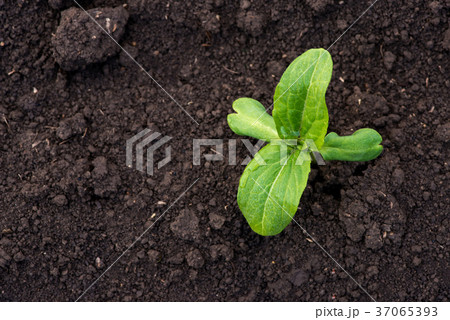 sprouting sunflower in early spring garden sprouting sunflower in early spring garden 37065393