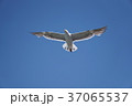 seagull / European herring gull / カモメ / セグロカモメ 37065537