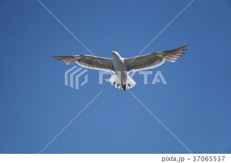 seagull / European herring gull / カモメ / セグロカモメ 37065537