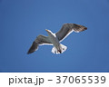 seagull / European herring gull / カモメ / セグロカモメ 37065539
