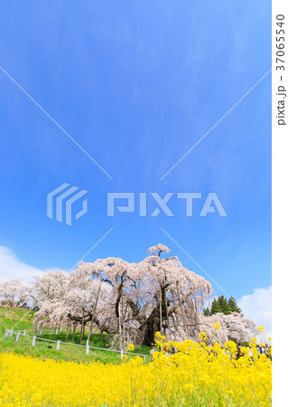 福島_満開の三春滝桜 37065540