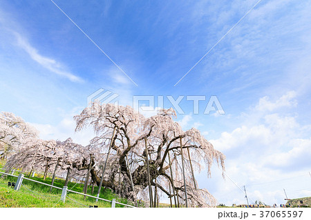 福島_満開の三春滝桜 37065597