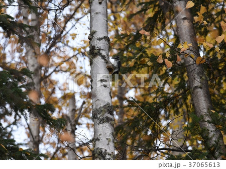 キツツキ、Woodpecker、アラスカ 37065613