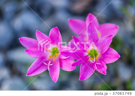 Pink zephyranthes carinata on a nature background 37065749
