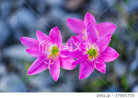 Pink zephyranthes carinata on a nature background Pink zephyranthes carinata on a nature background 37065750