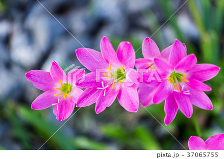 Pink zephyranthes carinata on a nature background 37065755