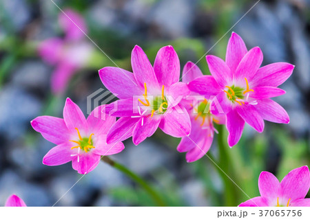 Pink zephyranthes carinata on a nature background 37065756