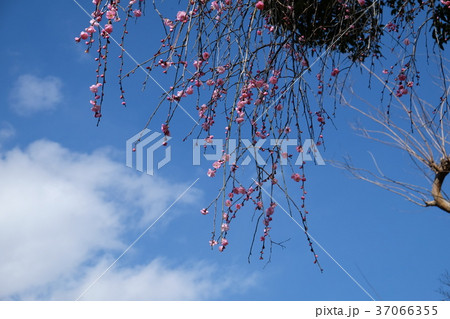 枝垂れ八重淡紅梅咲く 枝垂れ八重淡紅梅咲く 37066355