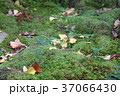 落ち葉と苔 37066430