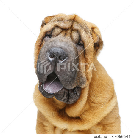 beautiful shar pei puppy 37066641